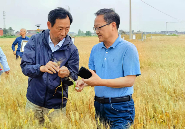 小麥全產業鏈綠色防控技術協同推廣計劃